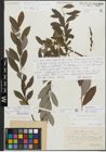 Foto von Salix myrsinifolia Salisb. x Salix repens L.